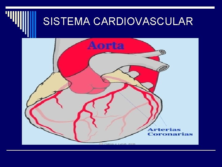 SISTEMA CARDIOVASCULAR 