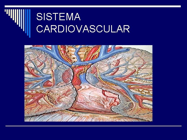 SISTEMA CARDIOVASCULAR 