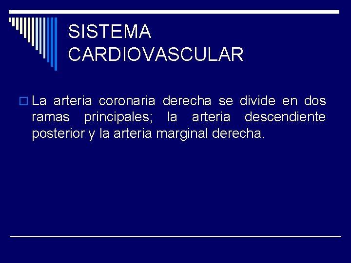 SISTEMA CARDIOVASCULAR o La arteria coronaria derecha se divide en dos ramas principales; la