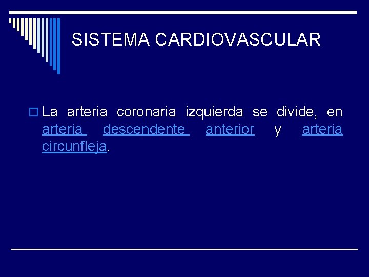 SISTEMA CARDIOVASCULAR o La arteria coronaria izquierda se divide, en arteria descendente circunfleja. anterior
