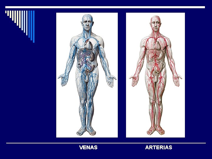 VENAS ARTERIAS 