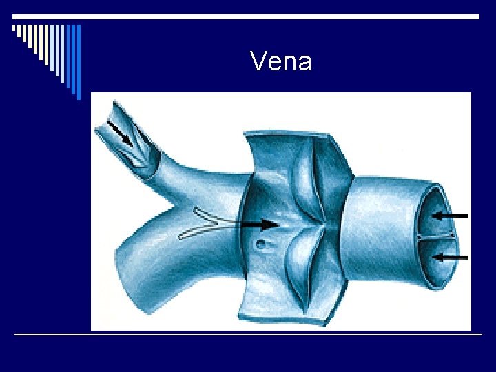 Vena 