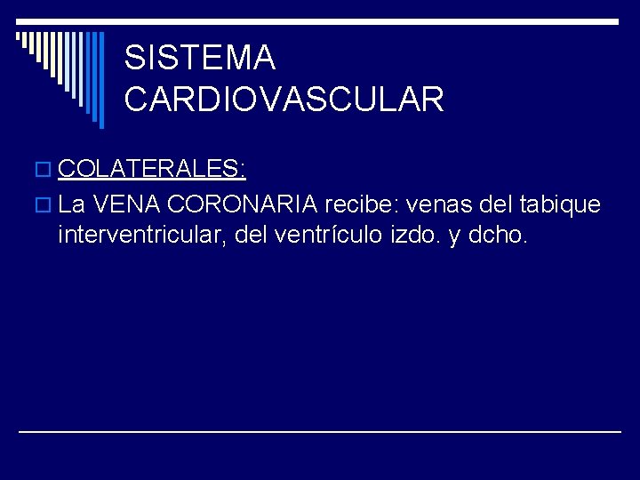 SISTEMA CARDIOVASCULAR o COLATERALES: o La VENA CORONARIA recibe: venas del tabique interventricular, del