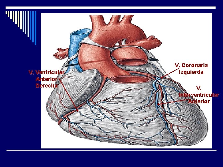 V. Ventricular Anterior Derecha V. Coronaria Izquierda V. Interventricular Anterior 