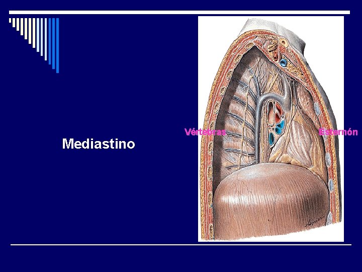 Mediastino Vértebras Esternón 