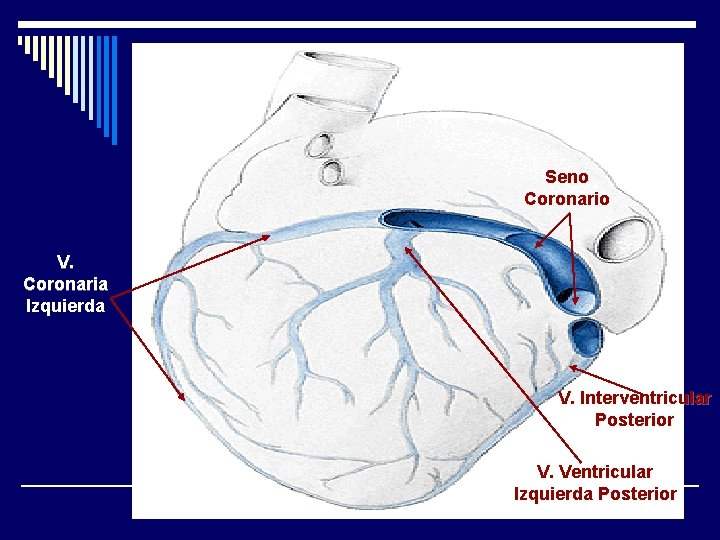 Seno Coronario V. Coronaria Izquierda V. Interventricular Posterior V. Ventricular Izquierda Posterior 