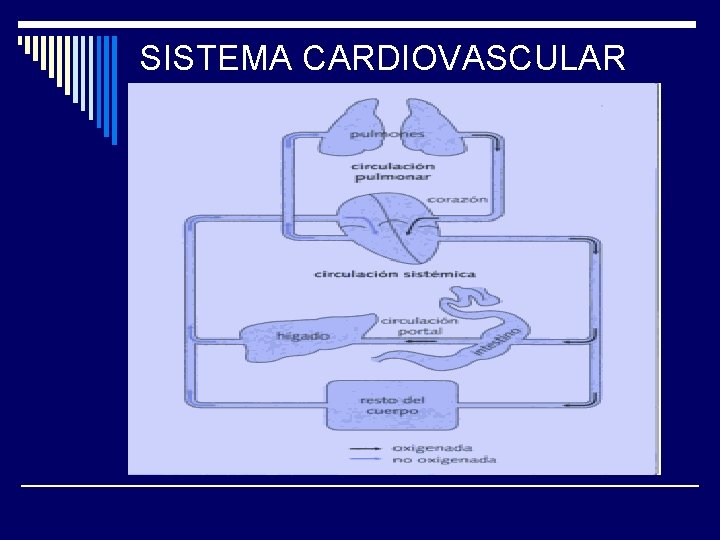 SISTEMA CARDIOVASCULAR 