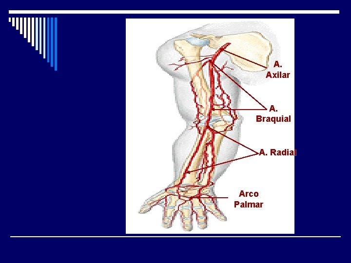 A. Axilar A. Braquial A. Radial Arco Palmar 