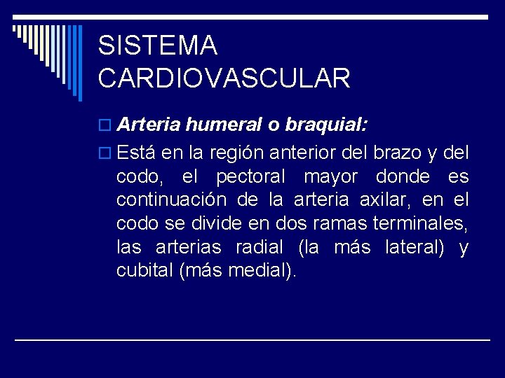 SISTEMA CARDIOVASCULAR o Arteria humeral o braquial: o Está en la región anterior del