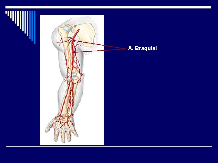 A. Braquial 