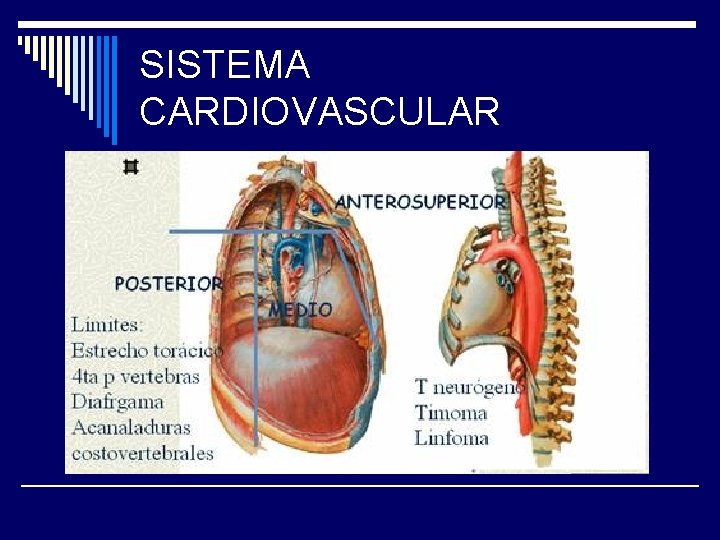 SISTEMA CARDIOVASCULAR 