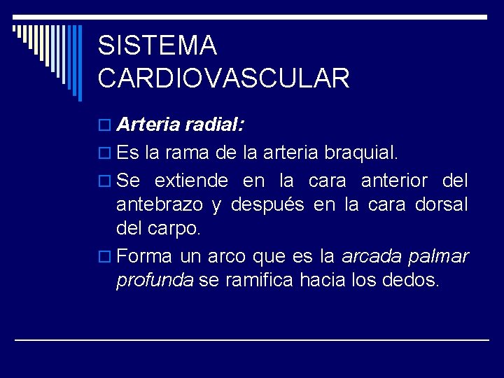 SISTEMA CARDIOVASCULAR o Arteria radial: o Es la rama de la arteria braquial. o