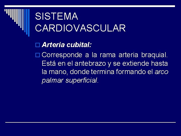 SISTEMA CARDIOVASCULAR o Arteria cubital: o Corresponde a la rama arteria braquial. Está en