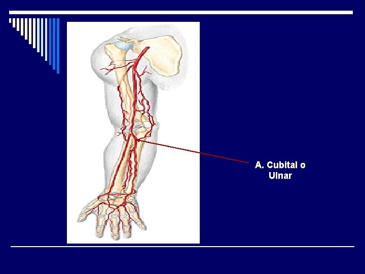 A. Cubital o Ulnar 