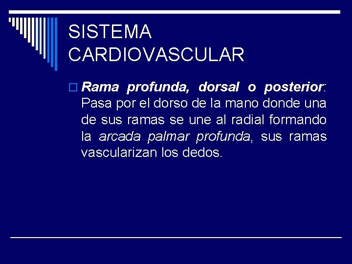 SISTEMA CARDIOVASCULAR o Rama profunda, dorsal o posterior: Pasa por el dorso de la