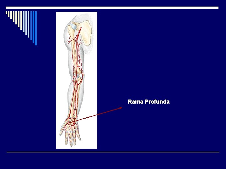 Rama Profunda 