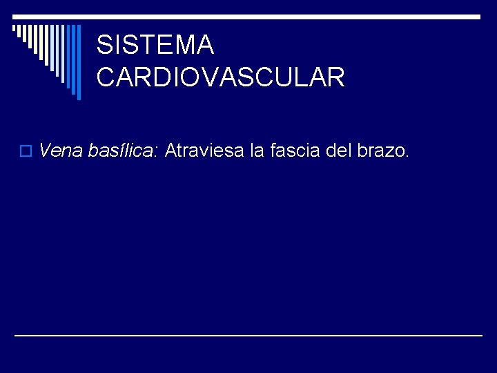 SISTEMA CARDIOVASCULAR o Vena basílica: Atraviesa la fascia del brazo. 