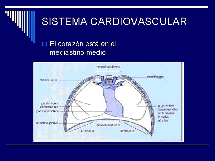 SISTEMA CARDIOVASCULAR o El corazón está en el mediastino medio 