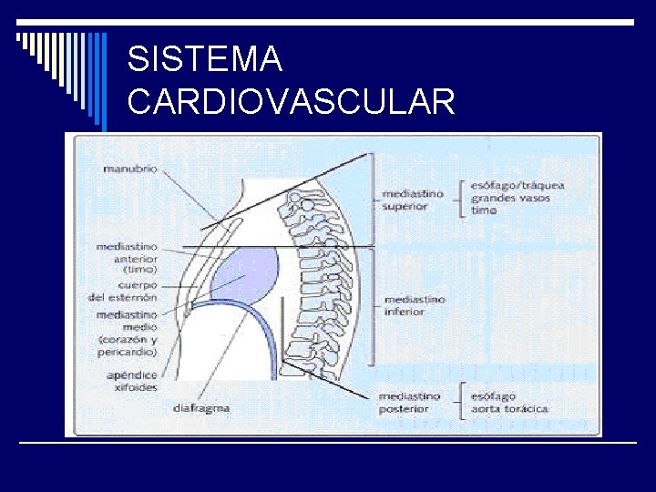 SISTEMA CARDIOVASCULAR 