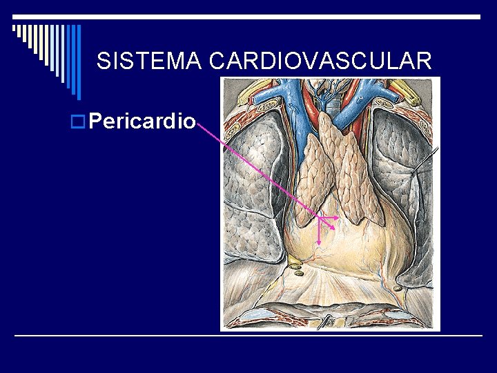 SISTEMA CARDIOVASCULAR o Pericardio 