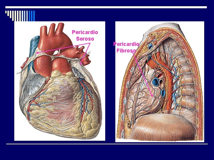 Pericardio Seroso Pericardio Fibroso 