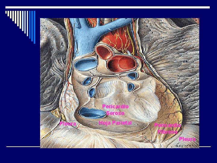 Pericardio Seroso Pleura Hoja Parietal Pericardio Fibroso Pleura 