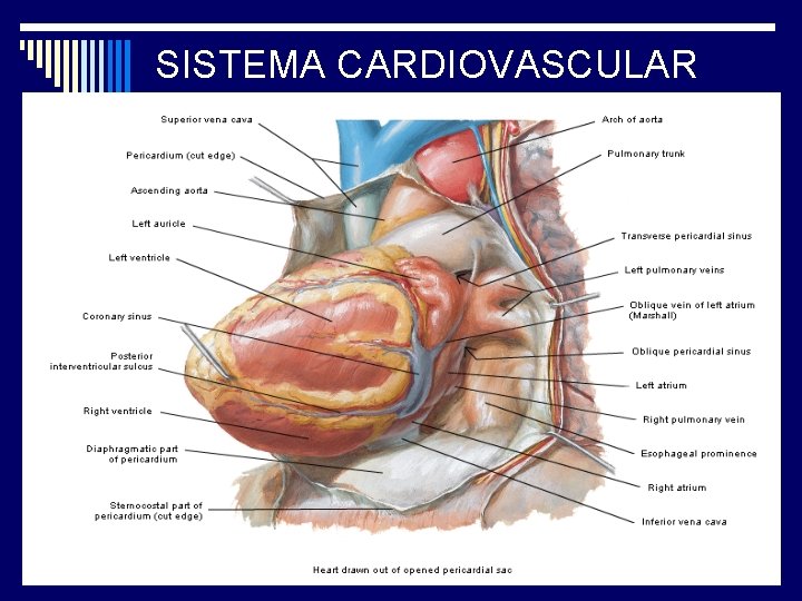 SISTEMA CARDIOVASCULAR 