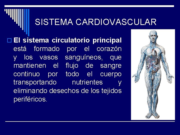 SISTEMA CARDIOVASCULAR o El sistema circulatorio principal está formado por el corazón y los