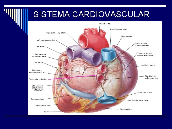 SISTEMA CARDIOVASCULAR 