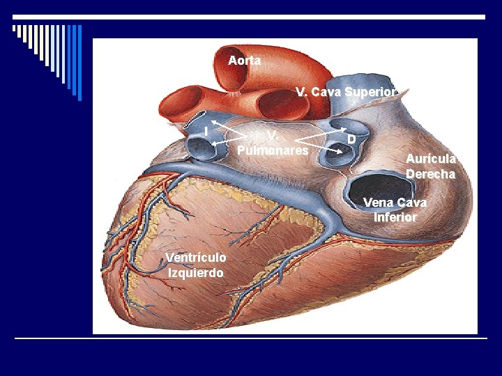 Aorta V. Cava Superior I V. Pulmonares D Aurícula Derecha Vena Cava Inferior Ventrículo