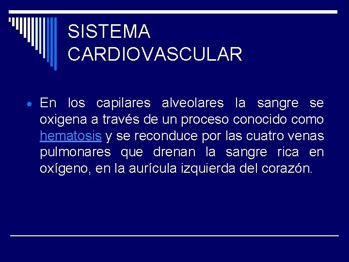 SISTEMA CARDIOVASCULAR En los capilares alveolares la sangre se oxigena a través de un