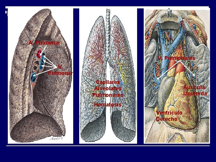 A. Pulmonar V. Pulmonares V. Pulmonar Capilares Alveolares Pulmonares Aurícula Izquierda Hematosis Ventrículo Derecho