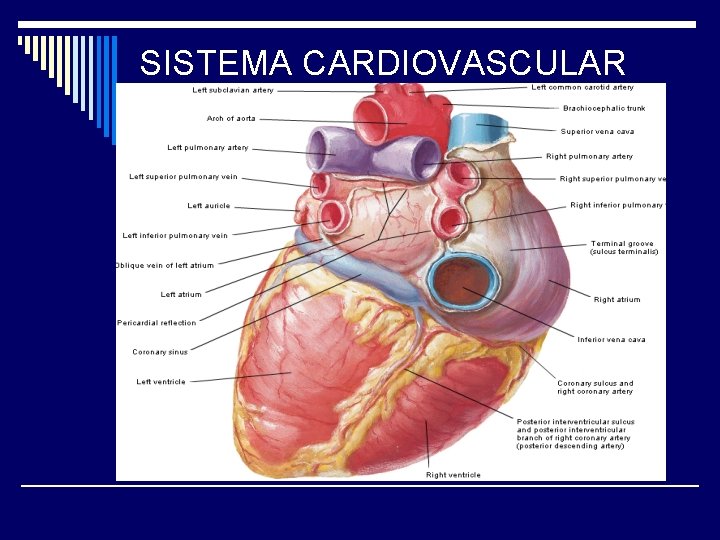 SISTEMA CARDIOVASCULAR 