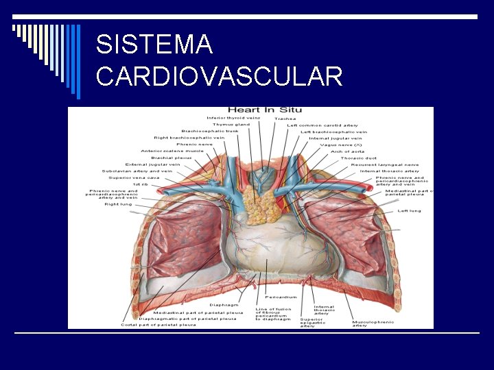 SISTEMA CARDIOVASCULAR 