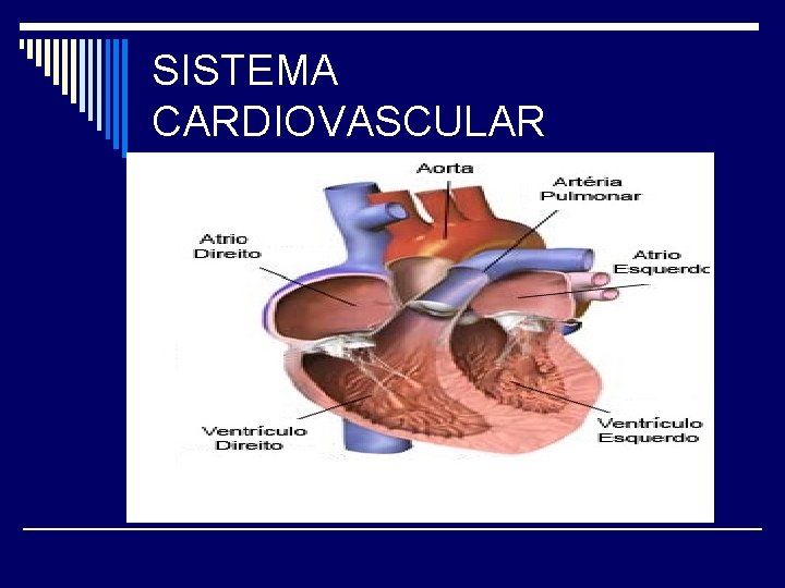 SISTEMA CARDIOVASCULAR 