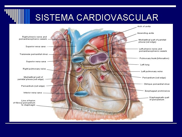 SISTEMA CARDIOVASCULAR 