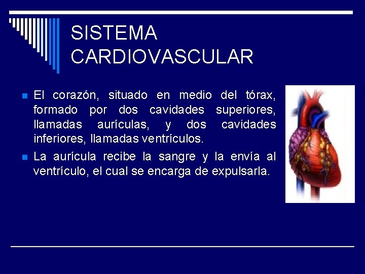 SISTEMA CARDIOVASCULAR n n El corazón, situado en medio del tórax, formado por dos