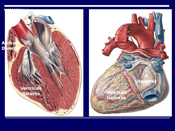 Aurícula Derecha A. Izquierda Ventrículo Derecho Ventrículo Izquierdo 