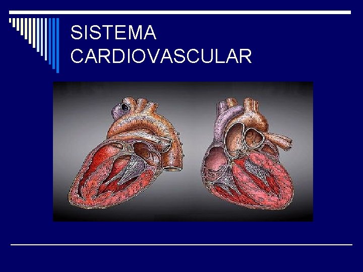 SISTEMA CARDIOVASCULAR 