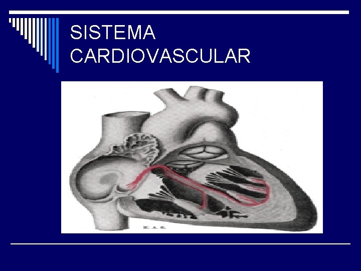 SISTEMA CARDIOVASCULAR 