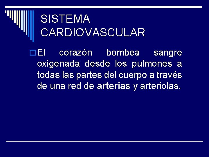 SISTEMA CARDIOVASCULAR o El corazón bombea sangre oxigenada desde los pulmones a todas las