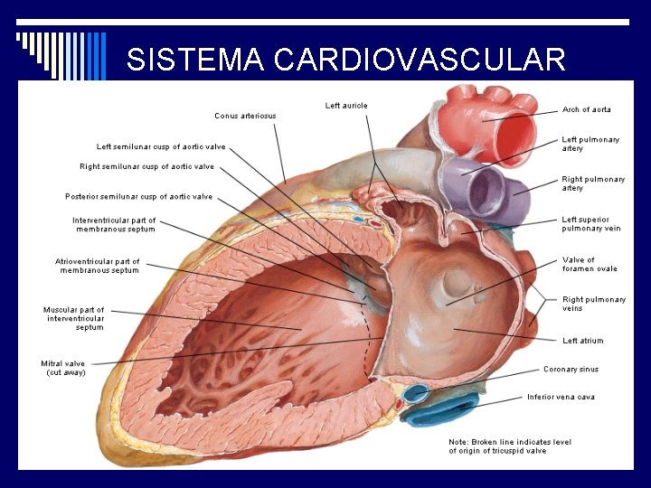 SISTEMA CARDIOVASCULAR 