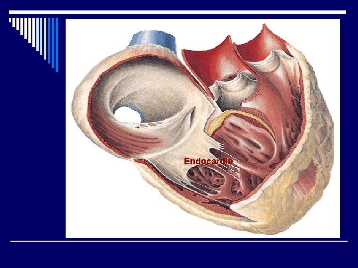 Endocardio 