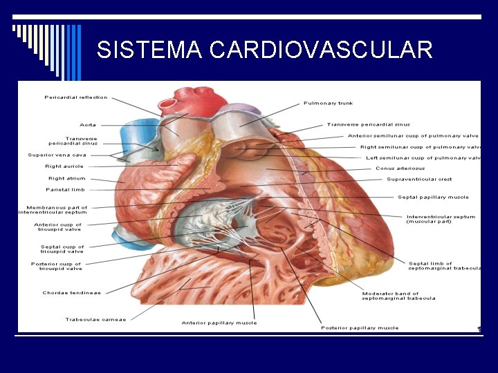 SISTEMA CARDIOVASCULAR 