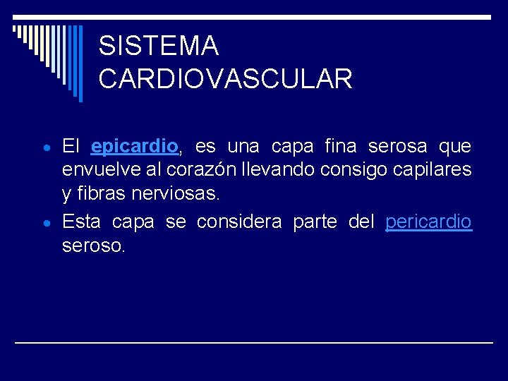 SISTEMA CARDIOVASCULAR El epicardio, es una capa fina serosa que envuelve al corazón llevando