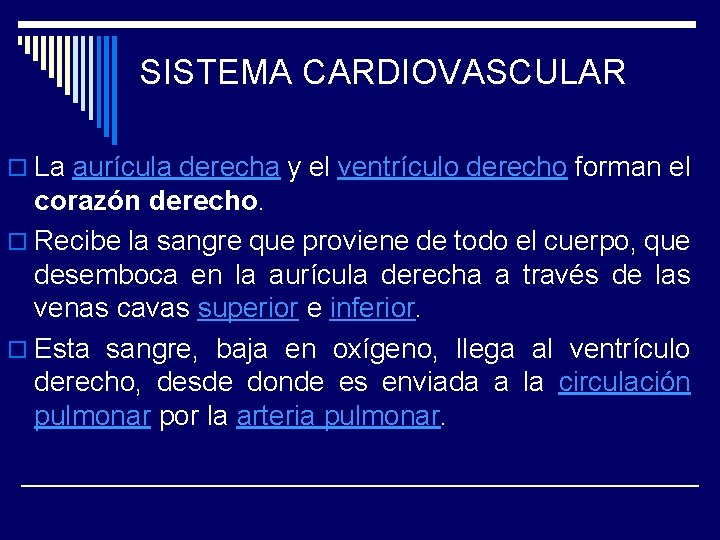 SISTEMA CARDIOVASCULAR o La aurícula derecha y el ventrículo derecho forman el corazón derecho.