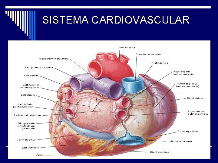 SISTEMA CARDIOVASCULAR 