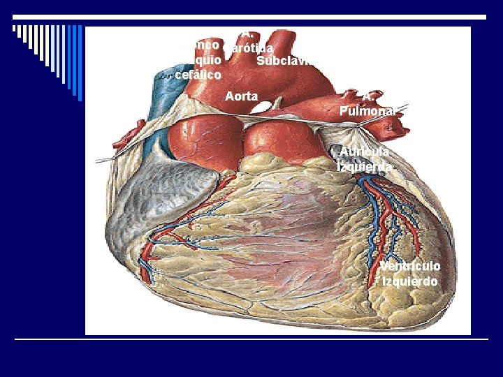 A. Tronco Carótida Braquio Subclavia cefálico Aorta A. Pulmonar Aurícula Izquierda Ventrículo Izquierdo 