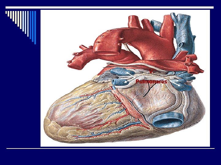 V. Pulmonares 