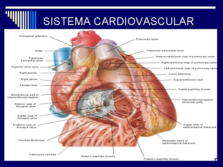 SISTEMA CARDIOVASCULAR 